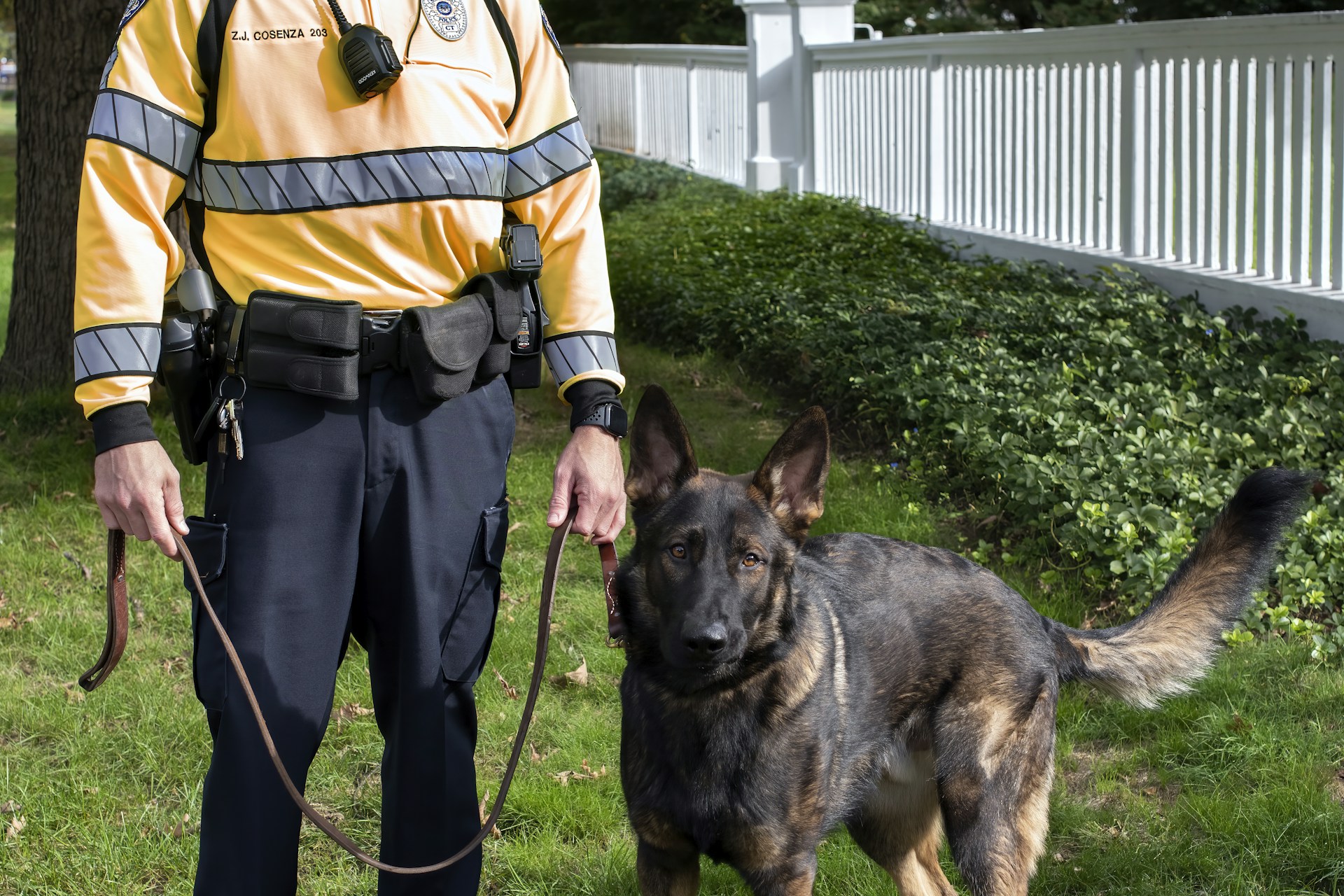 Trained Dog Service — Professional security dogs with temporary kennels or daily transportation services